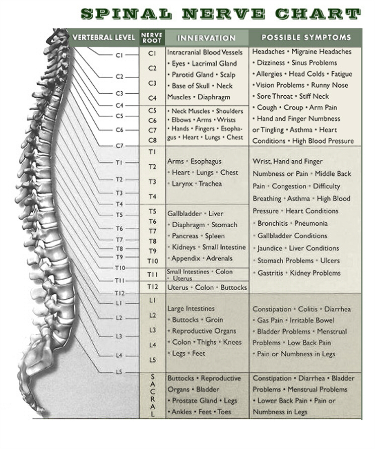 Printable Spinal Nerve Chart